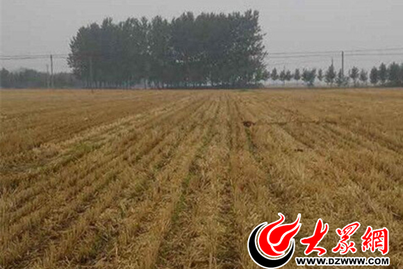雨中的農(nóng)田 雨中的農(nóng)田